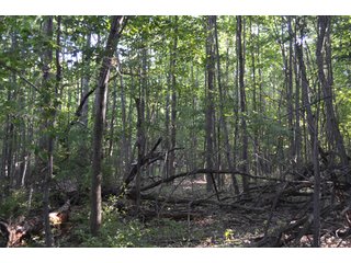 Property photo 11 - 64 Acre Farm Offered in 4 Tracts or in Combinations - Real Estate Auction